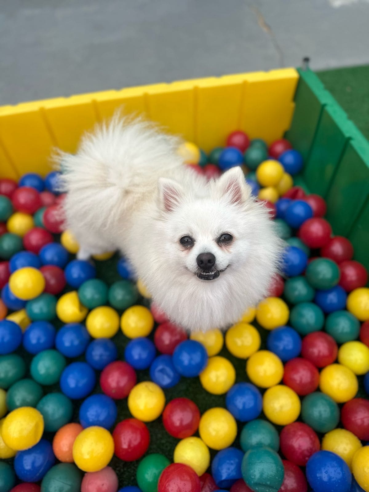 Cachorros brincando