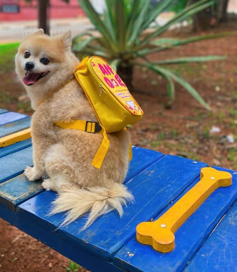 Cachorro Alf